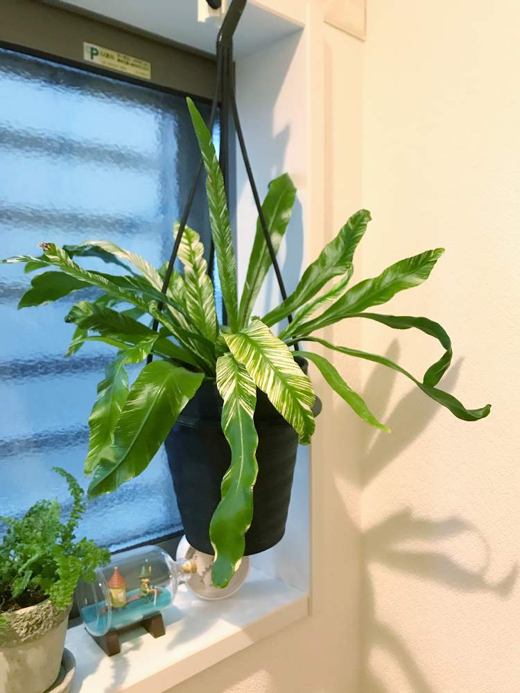 観葉植物の投稿画像 By ようちんさん シダとオオタニワタリとアスプレニウムとアスプレニウム斑入りとバス トイレとインテリアグリーンと観葉植物とインテリアグリーン 月11月28日 Greensnap グリーンスナップ Greensnap グリーンスナップ