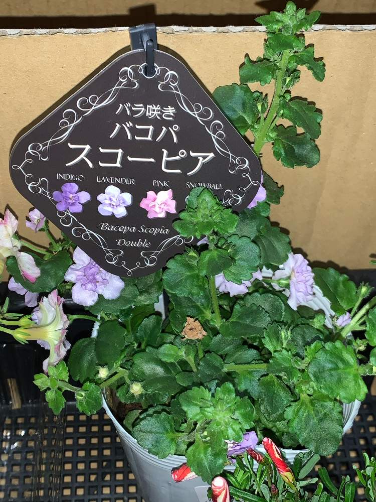 バラ咲きバコパ スコーピアの投稿画像 By ちきさん 開花とお買い物とおうち園芸とバコパ スコーピアと開花とお買い物とおうち園芸 月11月28日 Greensnap グリーンスナップ Greensnap グリーンスナップ