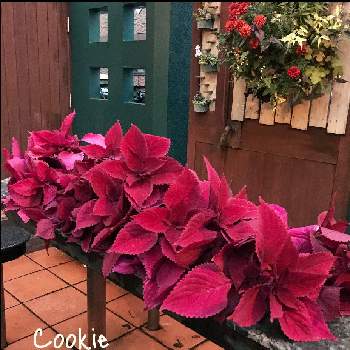 栄養系コリウス の投稿画像一覧 Greensnap グリーンスナップ