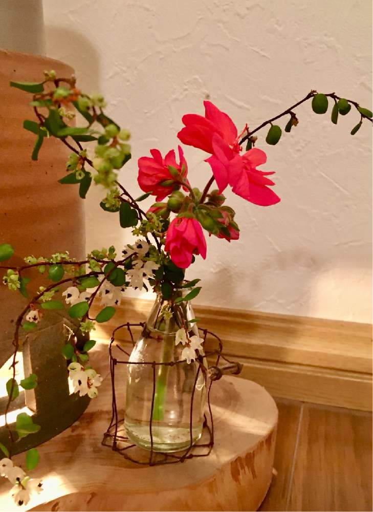 ゼラニウムの投稿画像 By ツバキさん ワイヤープランツ の実と一輪挿しと自己流と手作り花瓶と灯りと花のある暮らし 月11月28日 Greensnap グリーンスナップ