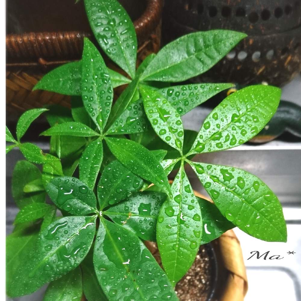 インドアグリーンの投稿画像 By Ma さん 観葉植物とグリーンインテリアとパキラ属とダイソーと100均観葉植物とパキラ とdaiso産とdaiso 月11月28日 Greensnap グリーンスナップ