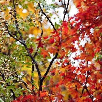 秋の木の実の投稿画像一覧 Greensnap グリーンスナップ