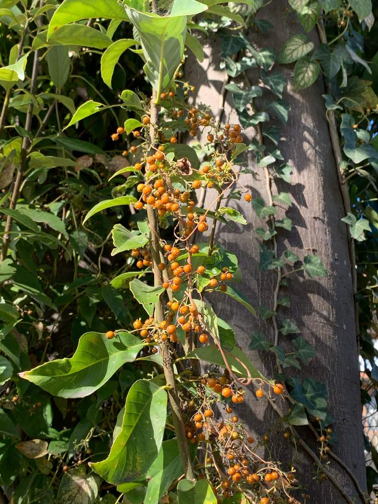 ヘクソカズラ 実の投稿画像 By Yoshiさん 月11月28日 Greensnap グリーンスナップ