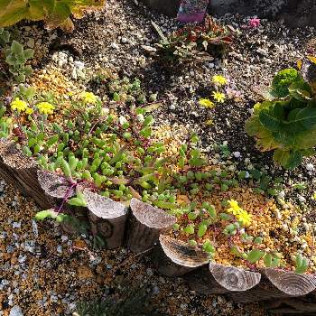 小さな庭園の投稿画像一覧 Greensnap グリーンスナップ