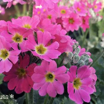 ピンクの小花の投稿画像一覧 Greensnap グリーンスナップ