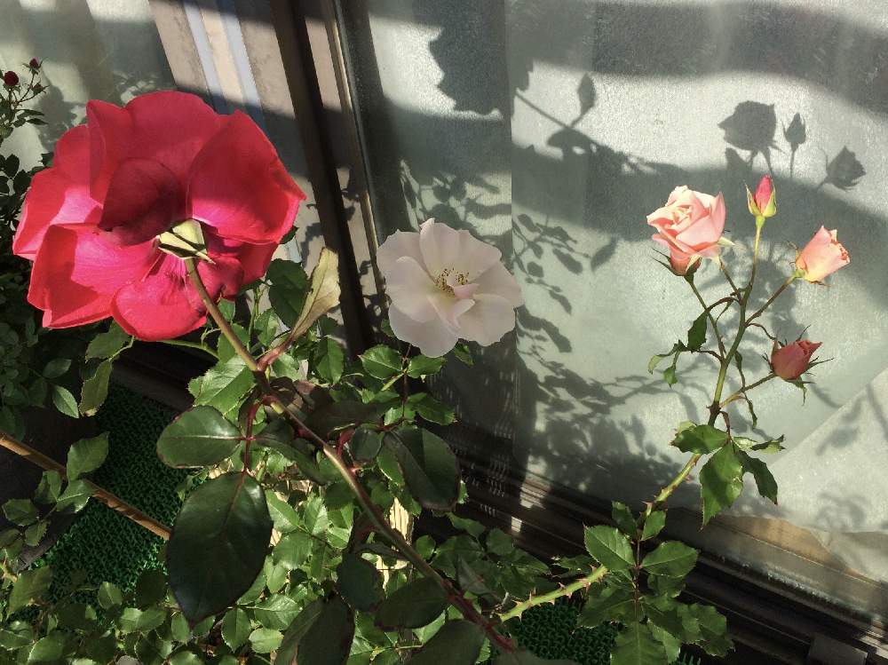 バラの投稿画像 By Flower Floor17さん 緋扇とバラ しののめと鉢の名前は たつお と鉢の名前は あじお とバラのうしろ姿とばら バラ 薔薇と強風ベランダとベランダ鉢植えと葉っぱのある暮らしとおうち園芸とバラ 鉢植えと風との闘いと四季咲きとシルエットと新入り
