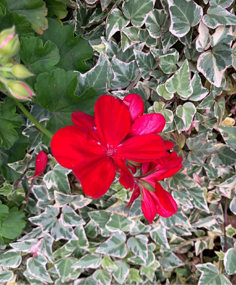 ゼラニウムの投稿画像 By せんこ さん アイビーとxmas カラーと冬のみどり植物と赤い花と朝散歩と緑の植物と花ブローチ倶楽部 月11月29日 Greensnap グリーンスナップ