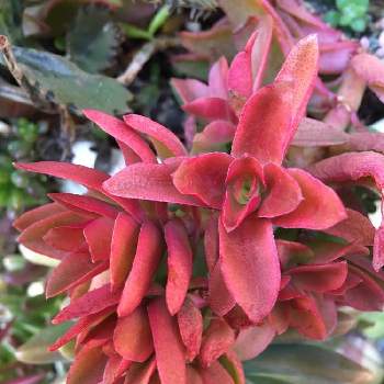 紅葉する植物の投稿画像一覧 Greensnap グリーンスナップ