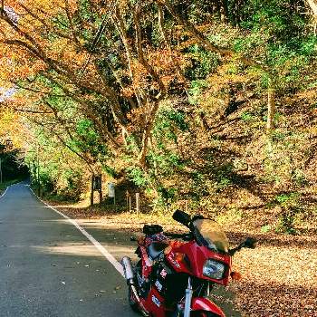 バイクの画像 by 子山羊さん | お出かけ先と紅葉（こうよう）とバイクと紅葉フォトコン2020