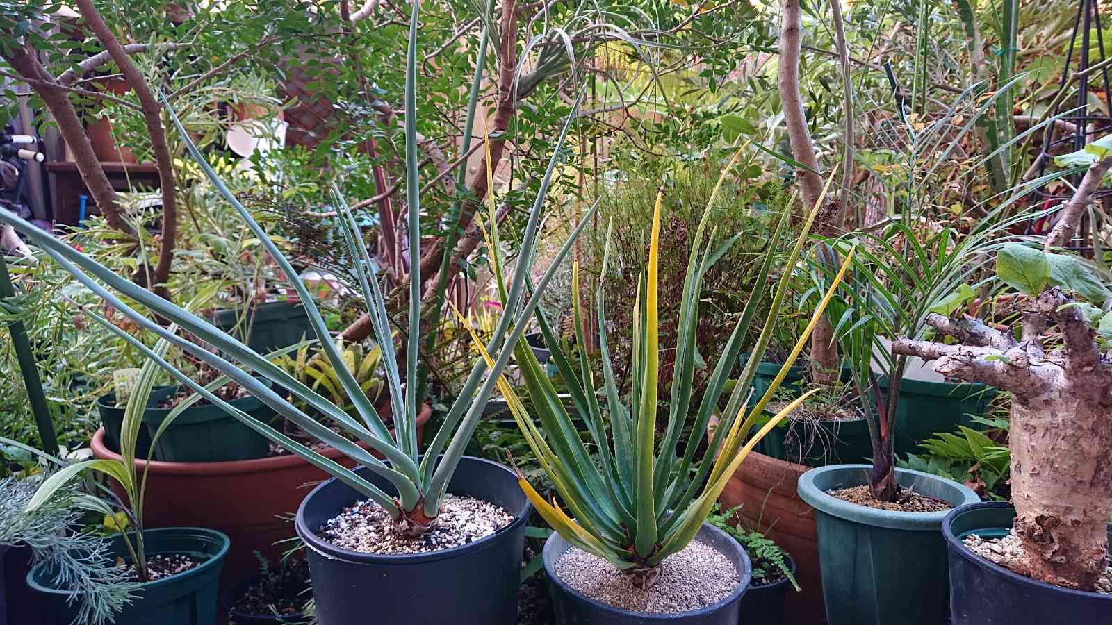 セサモタムナス・ブッセアヌスの一覧｜🍀GreenSnap（グリーンスナップ）