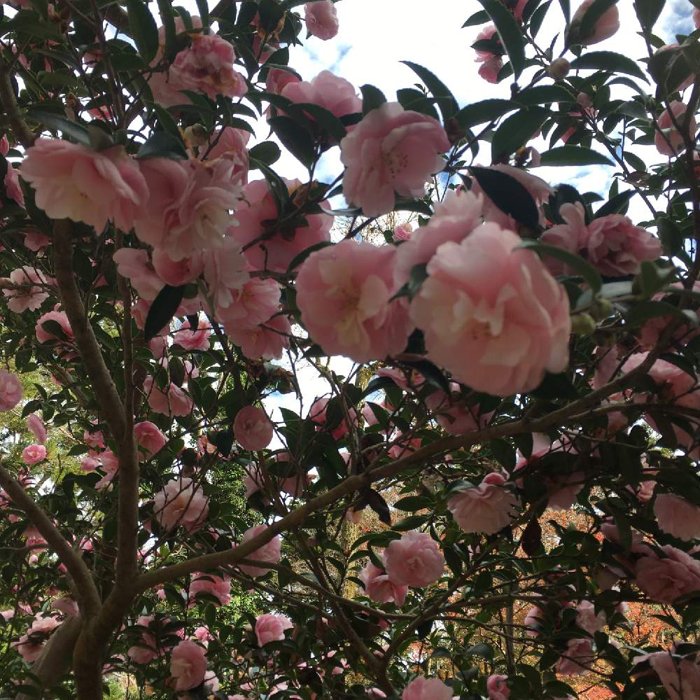 きむきむさんの投稿画像 月11月29日 Greensnap グリーンスナップ