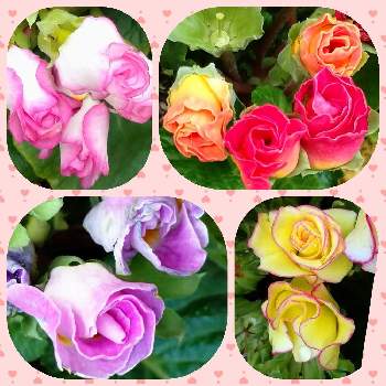 薔薇咲きジュリアン♡の画像 by レモンさん | 小さな庭とつぼみと可愛い♡と薔薇咲きジュリアン♡とおうち園芸