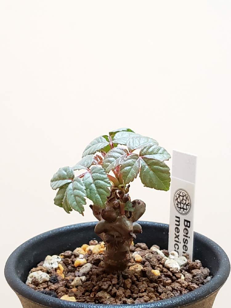ベイセリア メキシカーナ Beiselia mexicana 2021/8/20播種 - 観葉植物