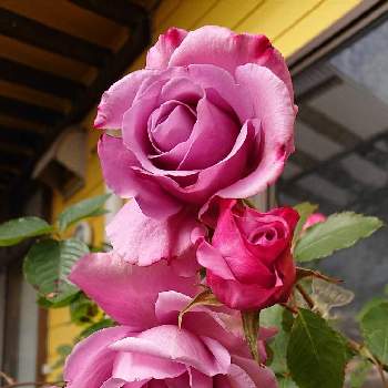 フェルゼン伯爵の画像 by ＹＵＭＩＫＯさん | 小さな庭と私の癒し♡といい香り❤と薔薇愛同盟と花が好き❤と大好きとおうち園芸とお花に癒されてと植中毒とフェルゼン伯爵と薔薇が好き❤と花のある暮らしといい色♡