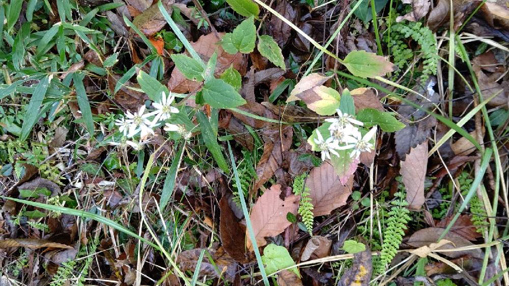 ヒトリシズカの投稿画像 By さくらさん 月11月29日 Greensnap グリーンスナップ