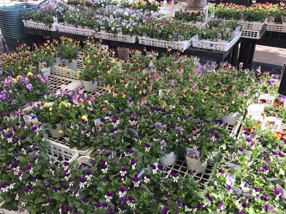 1129ガーデンマルシェ防府店 Greensnap グリーンスナップ