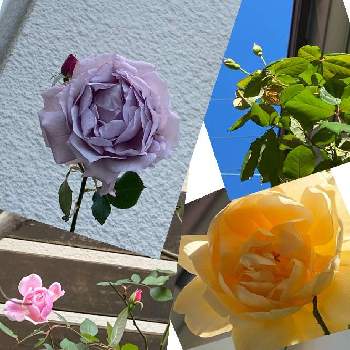 バラ バフビューティの画像 by コスモスラブさん | 小さな庭とモーティマーサックラー✴︎とおうち園芸と日陰庭とバラ バフビューティと薔薇 ノヴァーリス