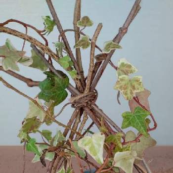 自作鉢カバーの投稿画像一覧 Greensnap グリーンスナップ