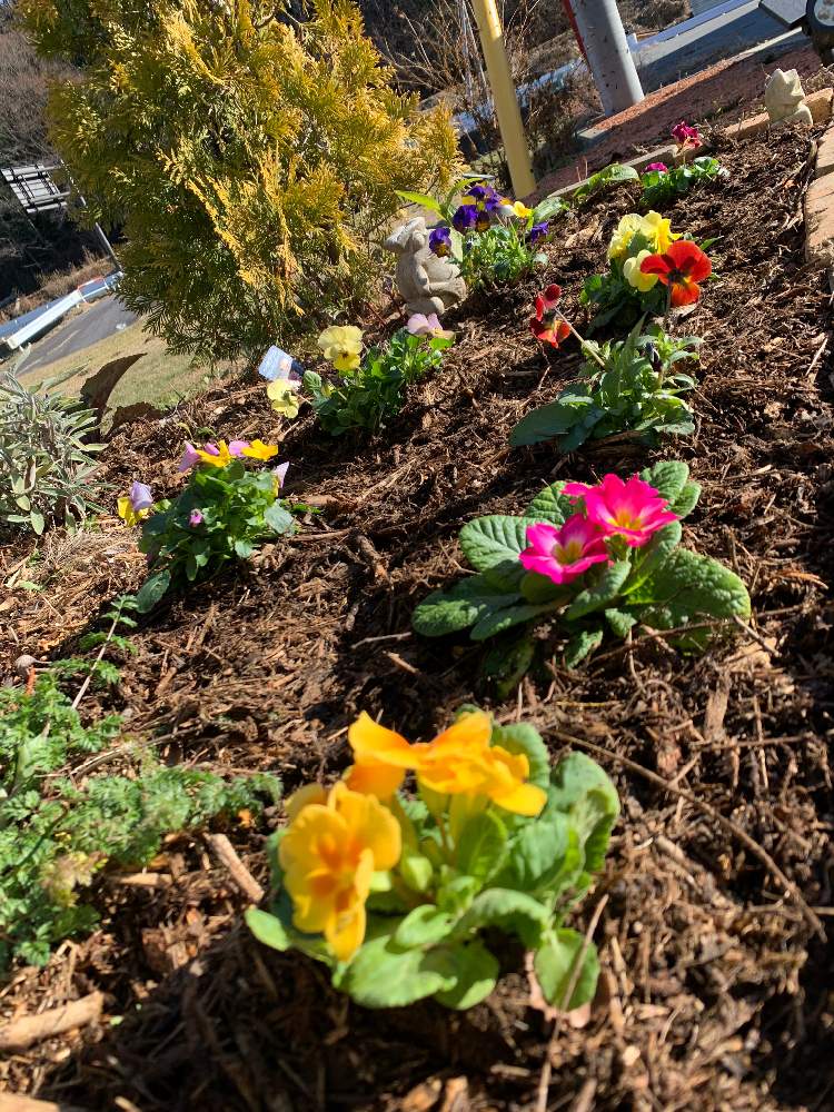 オルレア ホワイトレース の投稿画像 By どくぴんさん プリムラとビオラ パンジーとヨーロッパゴールドさんとコモンセージ とおうち園芸と間伐材と花のある暮らしとエキナセア と寒冷地とウッドチップ 月11月29日 Greensnap グリーンスナップ