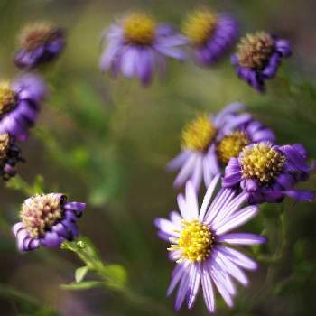 コンギクの画像 by XLCRさん | お出かけ先とコンギクと山野草と青紫色の花と菊