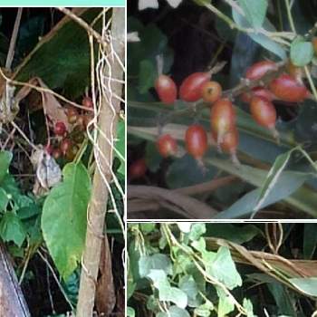 花茗荷谷の投稿画像一覧 Greensnap グリーンスナップ