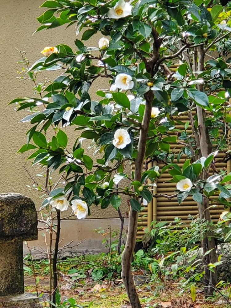 ツバキの投稿画像 By ユカリさん 和風の庭と母の庭と椿 ツバキとツバキ品種と 小騒ぎ 椿 月11月29日 Greensnap グリーンスナップ