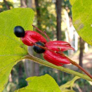 クサギの実の投稿画像一覧 Greensnap グリーンスナップ