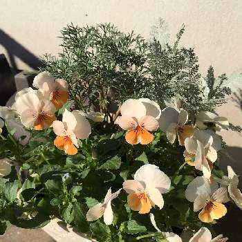 ビオラカリフォルニアコレクションアイボリーオレンジの画像 by kaoooorunさん | 小さな庭とシルバーレースとビオラカリフォルニアコレクションアイボリーオレンジとガーデニングと手作りの庭と花のある暮らしとみどりのある暮らし
