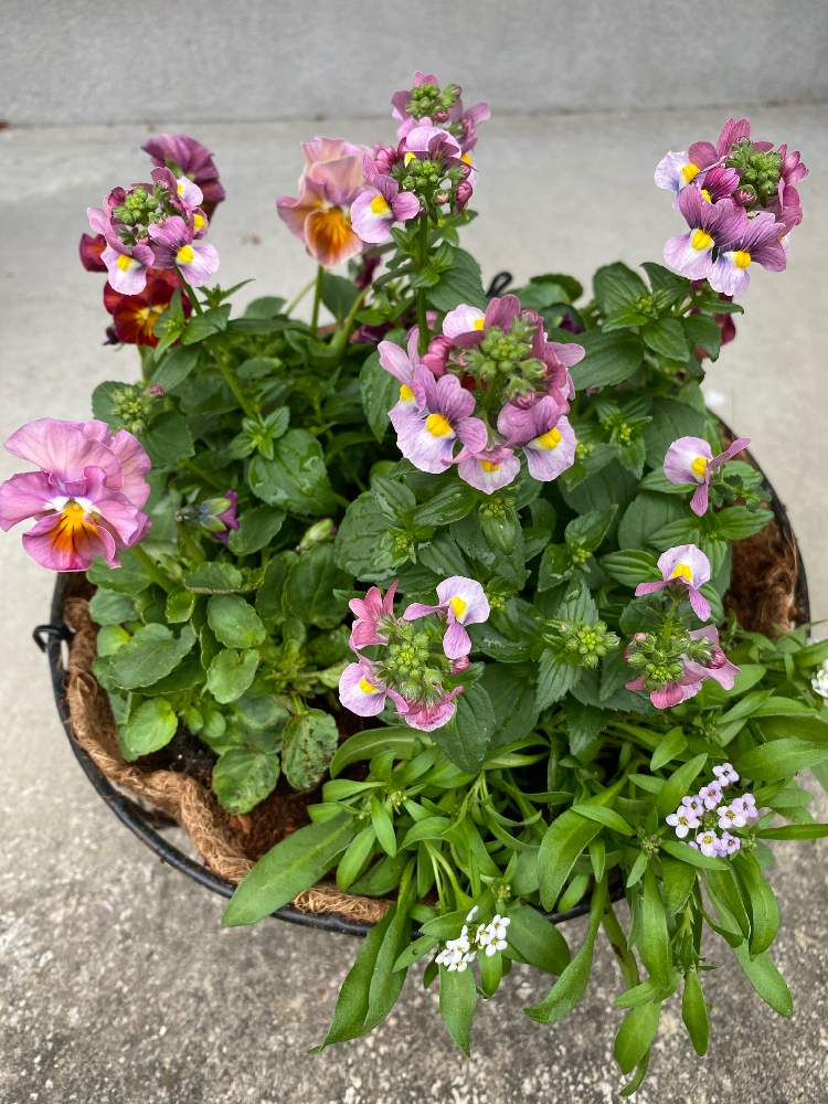 11初めての寄せ植え 12 30更新 Greensnap グリーンスナップ