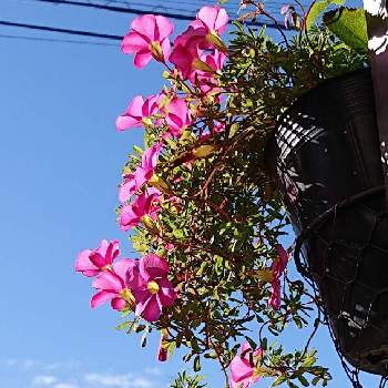 オキザリス桃の輝き鉢栽培Yの画像 by raizouさん | オキザリス　桃の輝きとオキザリスとオキザリス桃の輝き鉢栽培Y