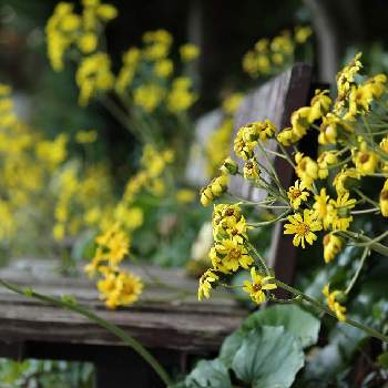 荻野運動公園の投稿画像一覧 Greensnap グリーンスナップ