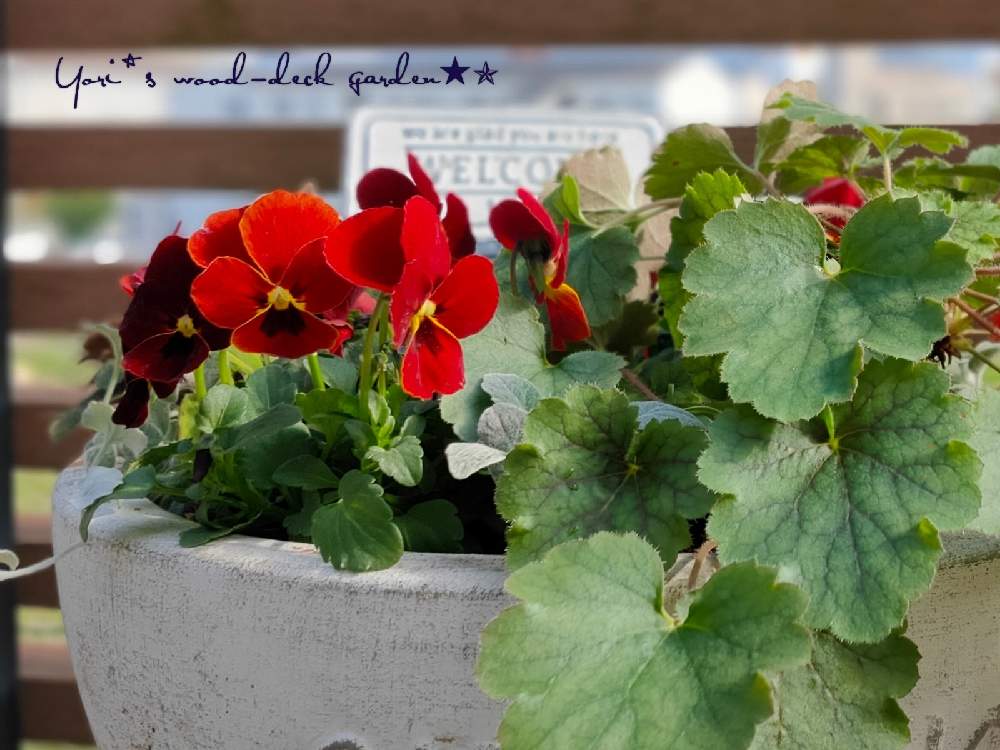 ビオラの投稿画像 By Yori さん ヒューケラとビオラ ほむらももかと寄せ植えとウッドデッキと季節の寄せ植え とおうち園芸とコンテナガーデンと国本園芸と赤い花と鉢植えとガーデニング 月11月29日 Greensnap グリーンスナップ