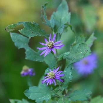 荻野運動公園の投稿画像一覧 Greensnap グリーンスナップ