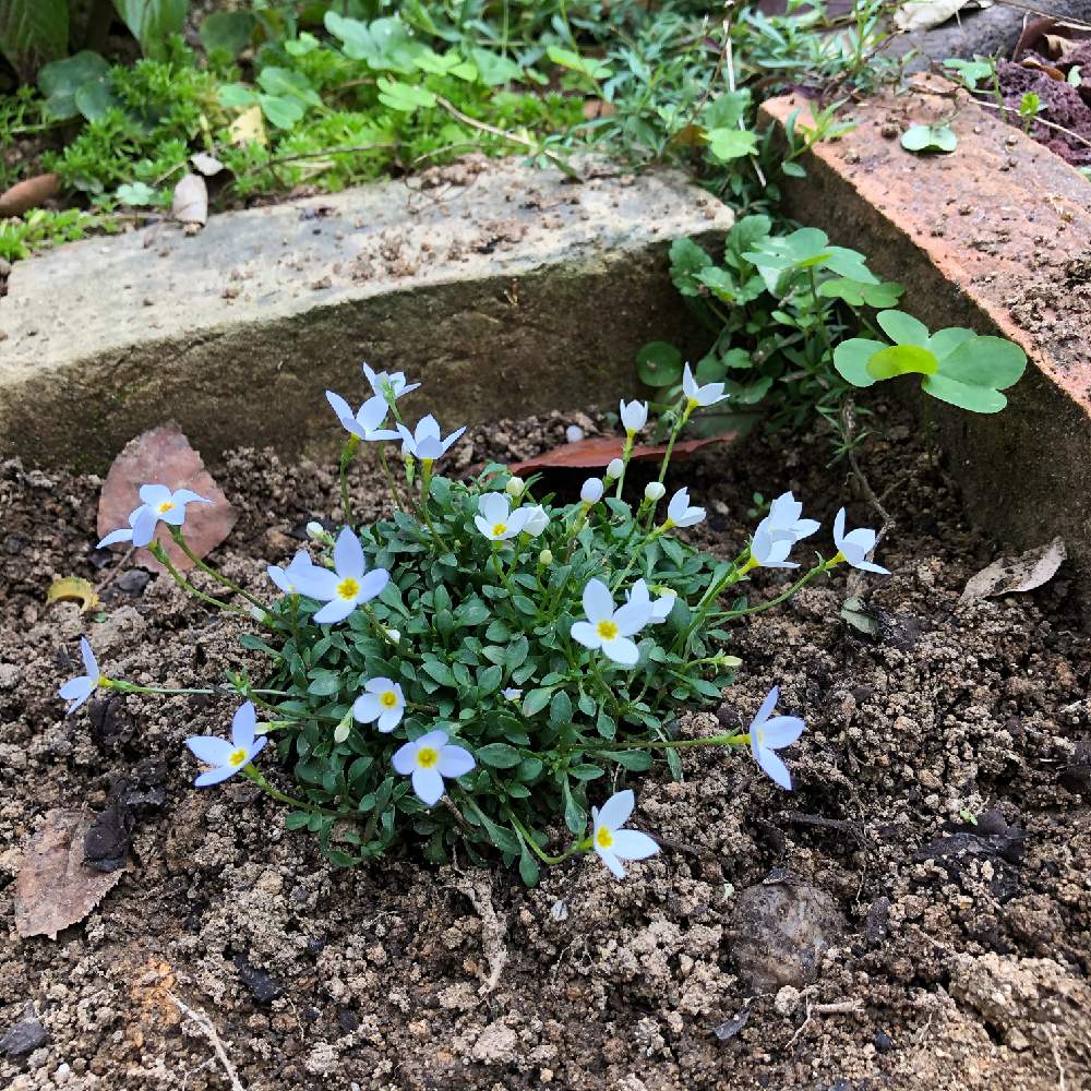 ナチュラルガーデンの投稿画像 By ぷるんさん おうち園芸と庭のある暮らしとはじめましてと花のある暮らしと地植えとヒナソウ 白 と小さな庭とナチュラルガーデンとおうち園芸と庭のある暮らしとはじめましてと花のある暮らしと地植え 月11月29日 Greensnap
