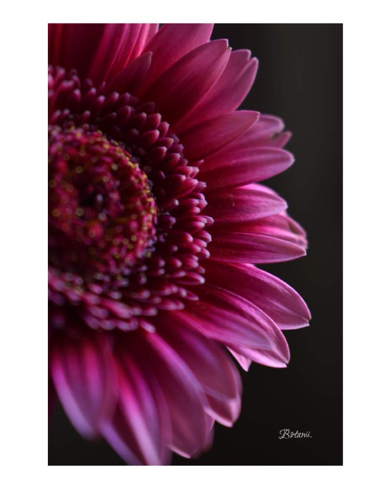 ガーベラの投稿画像 By Botanii さん 魅力的 と植物のある暮らしとボタニカルライフと上品なお色と花言葉 常に前進 と緑のある暮らしと大人色と花 のある暮らしとピンク色のお花とガーベラ と花言葉 感謝 月11月29日 Greensnap グリーンスナップ