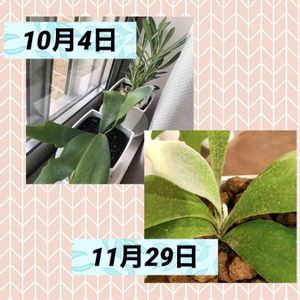 プラントハンガー, コウモリラン ,成長,成長早い,ビカクシダKの画像