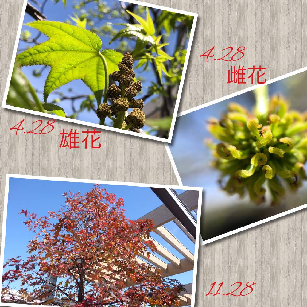 モミジバフウの投稿画像 By まるちゃんさん アメリカフウとフウ科とフウ属とフウ科とフウ属 月11月29日 Greensnap グリーンスナップ Greensnap グリーンスナップ