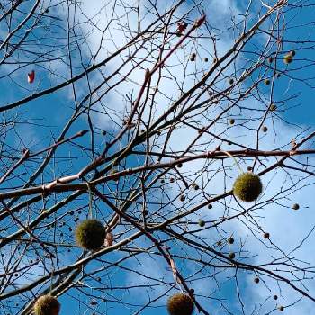 ポプラの実の投稿画像一覧 Greensnap グリーンスナップ