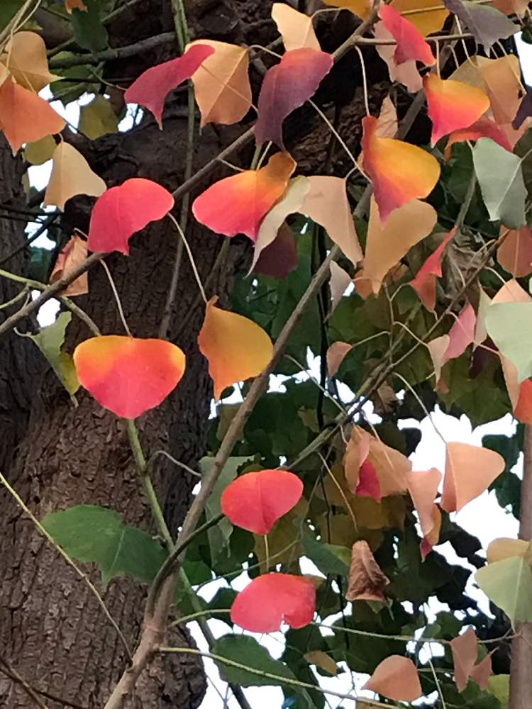 紅葉 こうよう の投稿画像 By Mauさん 植中毒 月11月29日 Greensnap グリーンスナップ