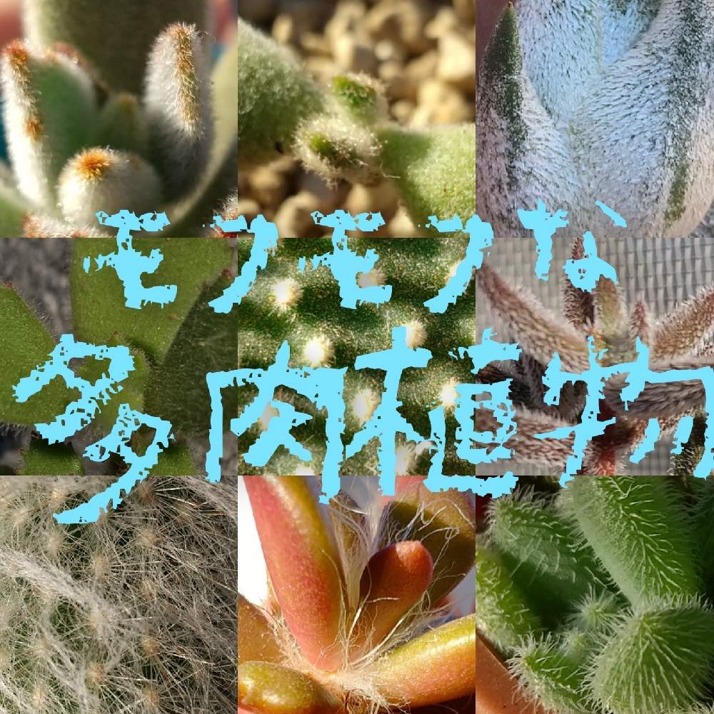 お知らせあります の投稿画像 By まっしゅるームさん みどりのまとめでたよーと低クオリティーになったおと多肉植物とチラチラチラチラチランジアとto Day Succulents とおうち園芸と美しい と サボテンとmy Succulentと ー ｶﾜｲｲと珍奇植物とお知らせあるよーと