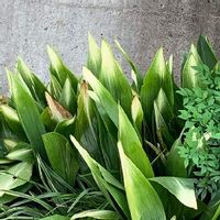 ハランの育て方 植え付けや植え替えの時期は Greensnap グリーンスナップ