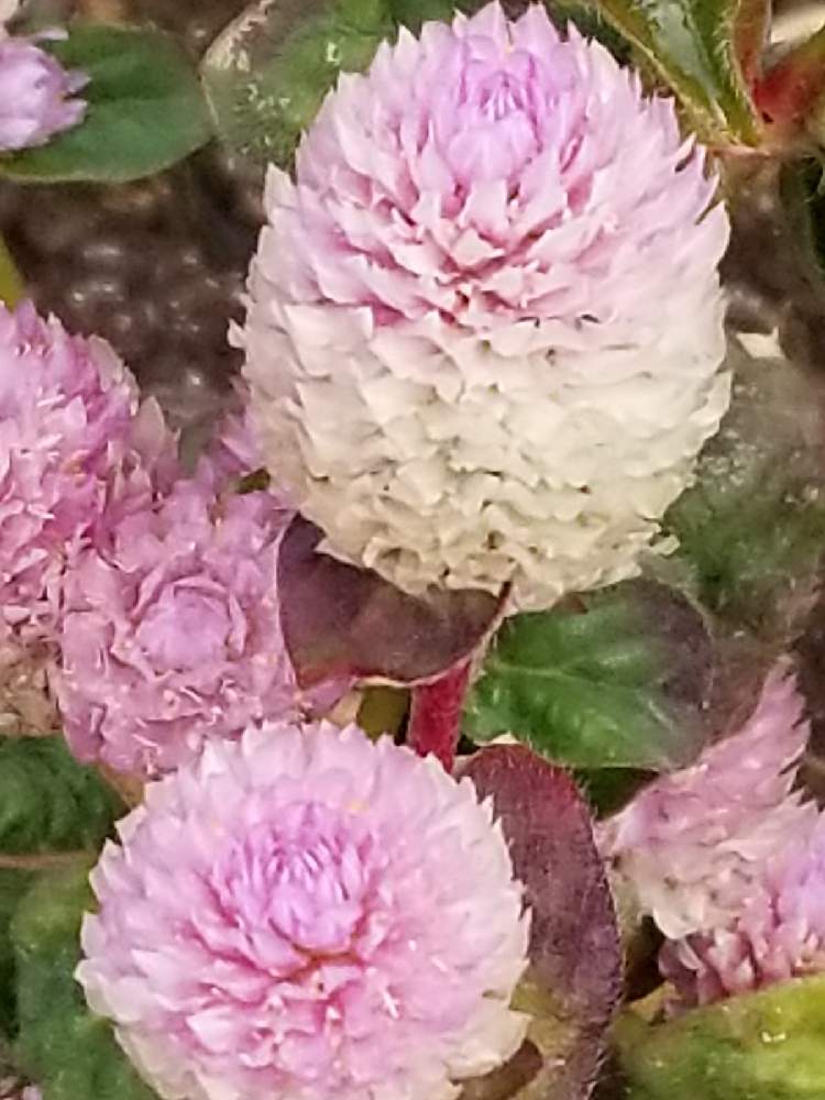 庭で楽しむの投稿画像 By はなちゃんさん わたしの庭とおうち園芸とはなのある暮らしと庭で咲くとガーデニング 月11月29日 Greensnap グリーンスナップ