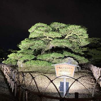 黒松*の画像 by にわにわさん | お出かけ先と和風と日本庭園と黒松*