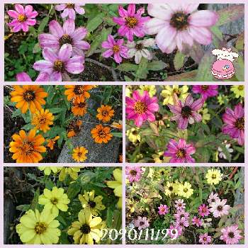 カラフルお花の画像 by りんご୨୧さん | 小さな庭とカラフルお花とおうち園芸ときれい～✴と花のある暮らしとスマホで撮影