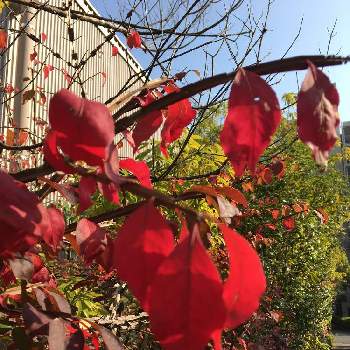 紅葉樹の画像 by Mayさん | お出かけ先とお散歩便りと錦木と秋色と今日のありがとうと色目惚れと紅葉樹