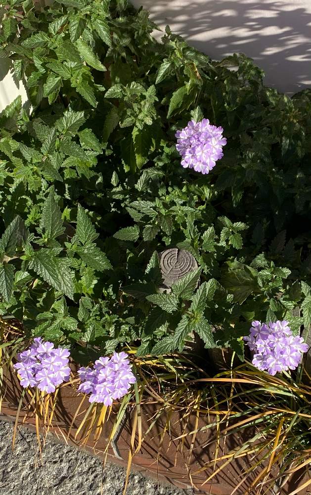 宿根バーベナの投稿画像 By くまっこさん 可愛いと美しいと良い感じと良い色 月11月29日 Greensnap グリーンスナップ