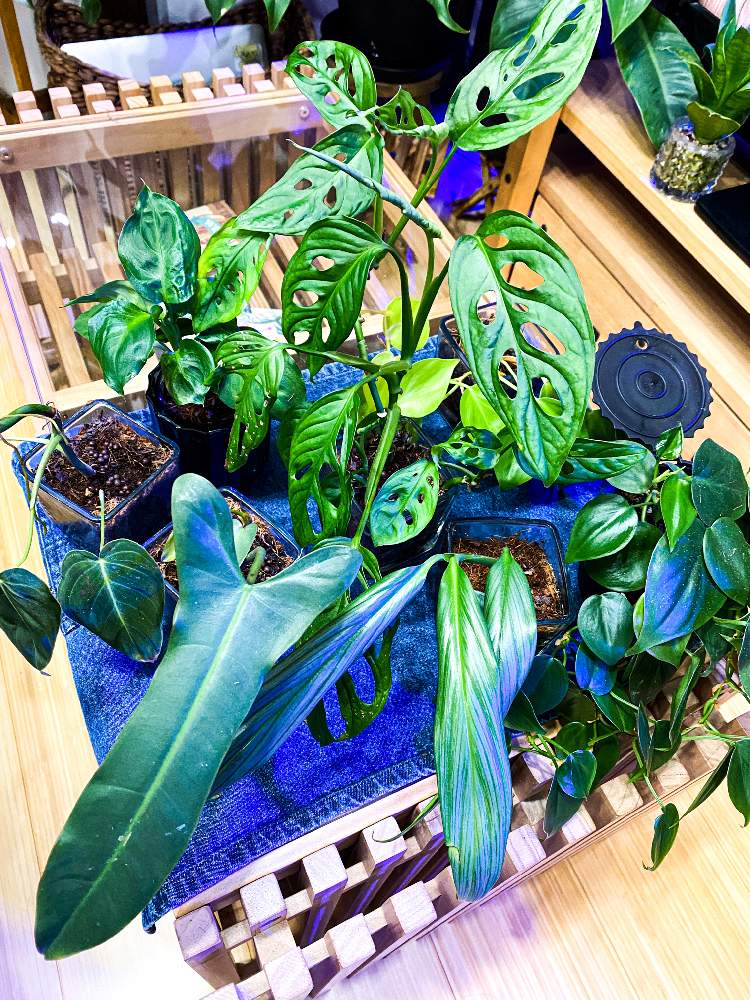 サトイモ科の投稿画像 By フシギバナさん モンステラ属と観葉植物と植物のある暮らしと植物男子とわが家の観葉植物 と植中毒とつる性植物 とフィロデンドロン属と観賞用とサトイモ 科とディフェンバキア 月11月30日 Greensnap グリーンスナップ