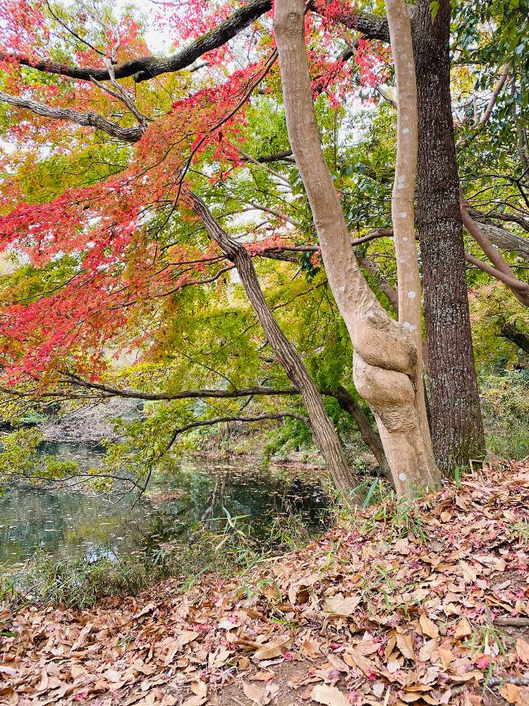 モミジの投稿画像 By らりるん さん 紅葉フォトコンと震生湖と紅葉 こうよう と秦野市震生湖と自然湖 月11月30日 Greensnap グリーンスナップ