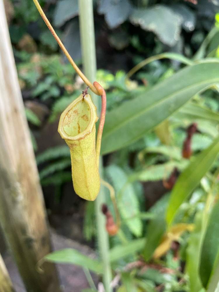 ウツボカズラの投稿画像 By うっち さん 月11月30日 Greensnap グリーンスナップ