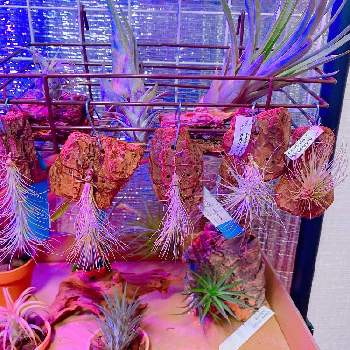 フンキアナ ジョリーグリーンジャイアントの投稿画像一覧 Greensnap グリーンスナップ